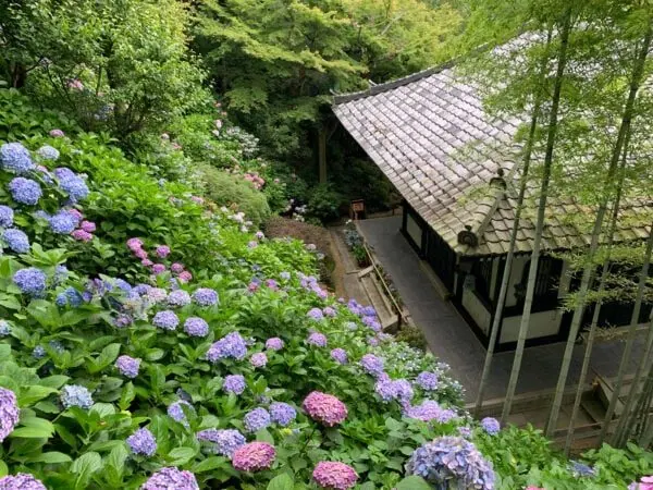 繡球花之路 @長谷寺