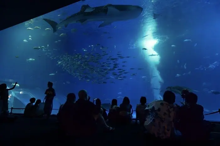 美麗海水族館 夜間水族館