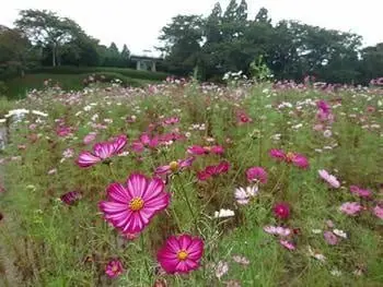 御本丸公園（波斯菊園）