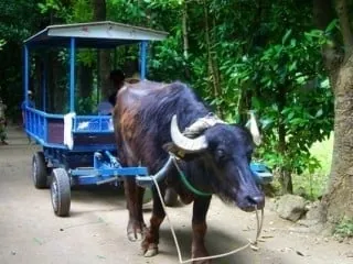 搭水牛車遊福木林道