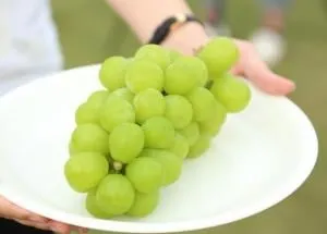 採葡萄