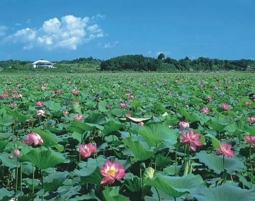 蓮花祭