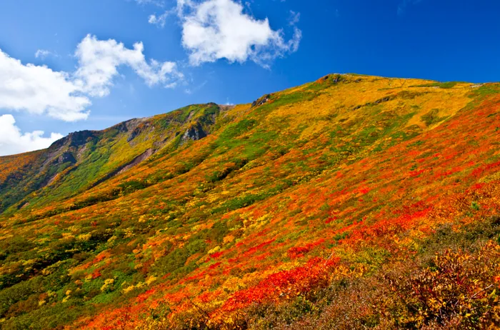 栗駒山的紅葉
