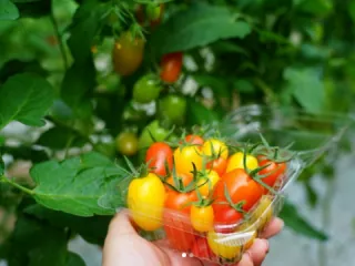 【2 月〜11 月】番茄採收體驗 Delicious Farm