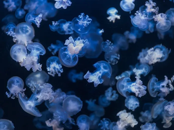 加茂水族館的水母