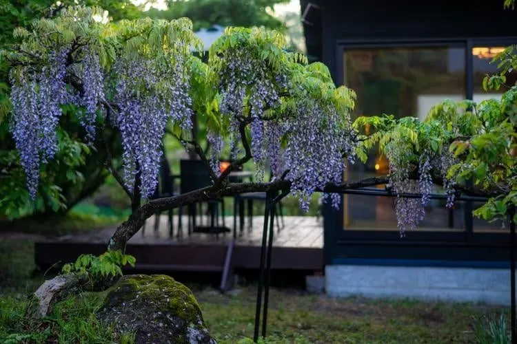 Four Seasons Oasis－宮城 藏王的日本包棟別墅（照片29）
