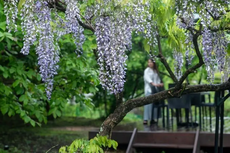 Four Seasons Oasis－宮城 藏王的日本包棟別墅（照片30）