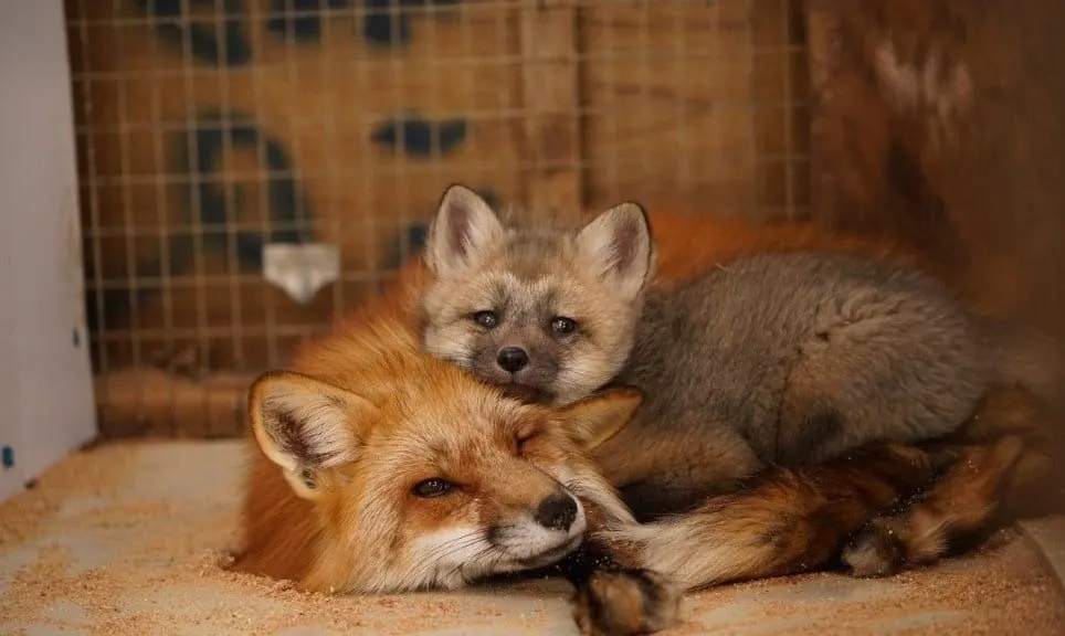ZAO moco HOUSE－宮城 藏王的日本包棟別墅（照片25）